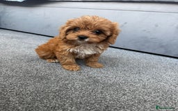 Cavapoo dogs for sale: Stunning F1 Cavapoos kc reg parents  - Image 17
