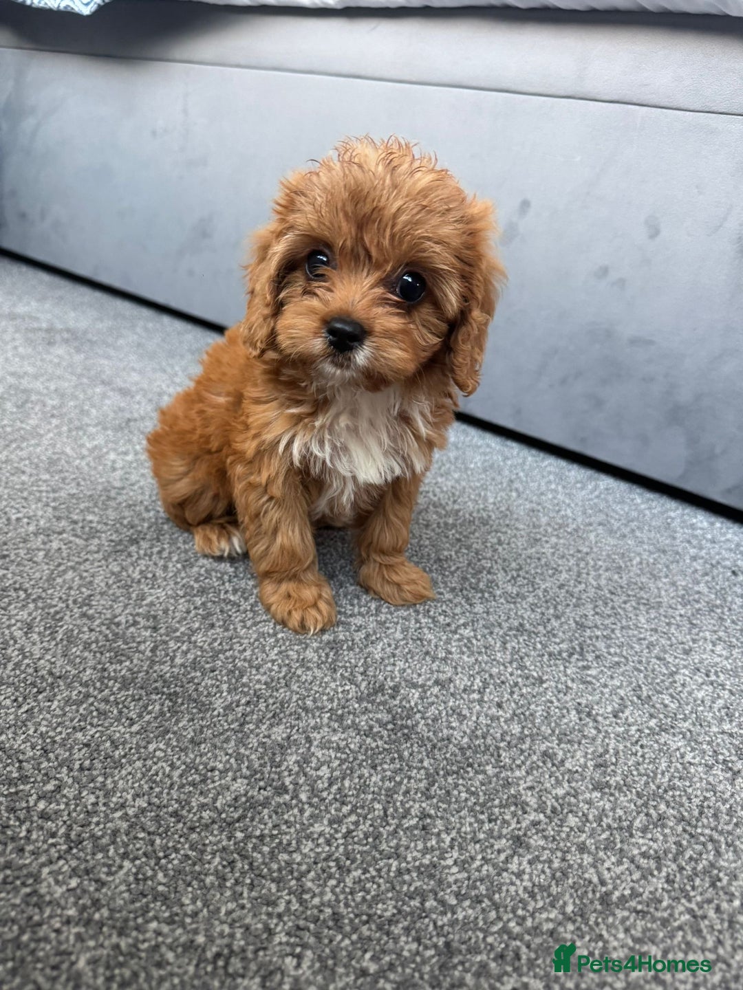 Cavapoo dogs for sale: Stunning F1 Cavapoos kc reg parents  - Image 17