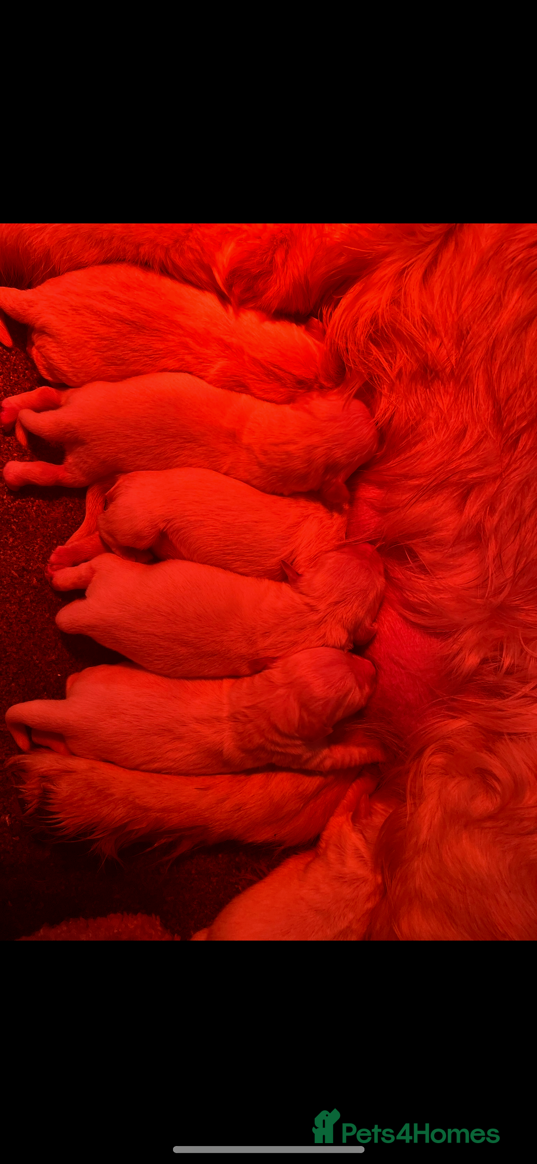 Mixed Breed dogs for sale: Golden retriever x Irish red setter pups 🐶  - Advert 6