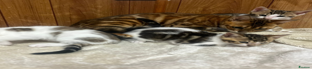 Bengal Kitten 3 - Girl