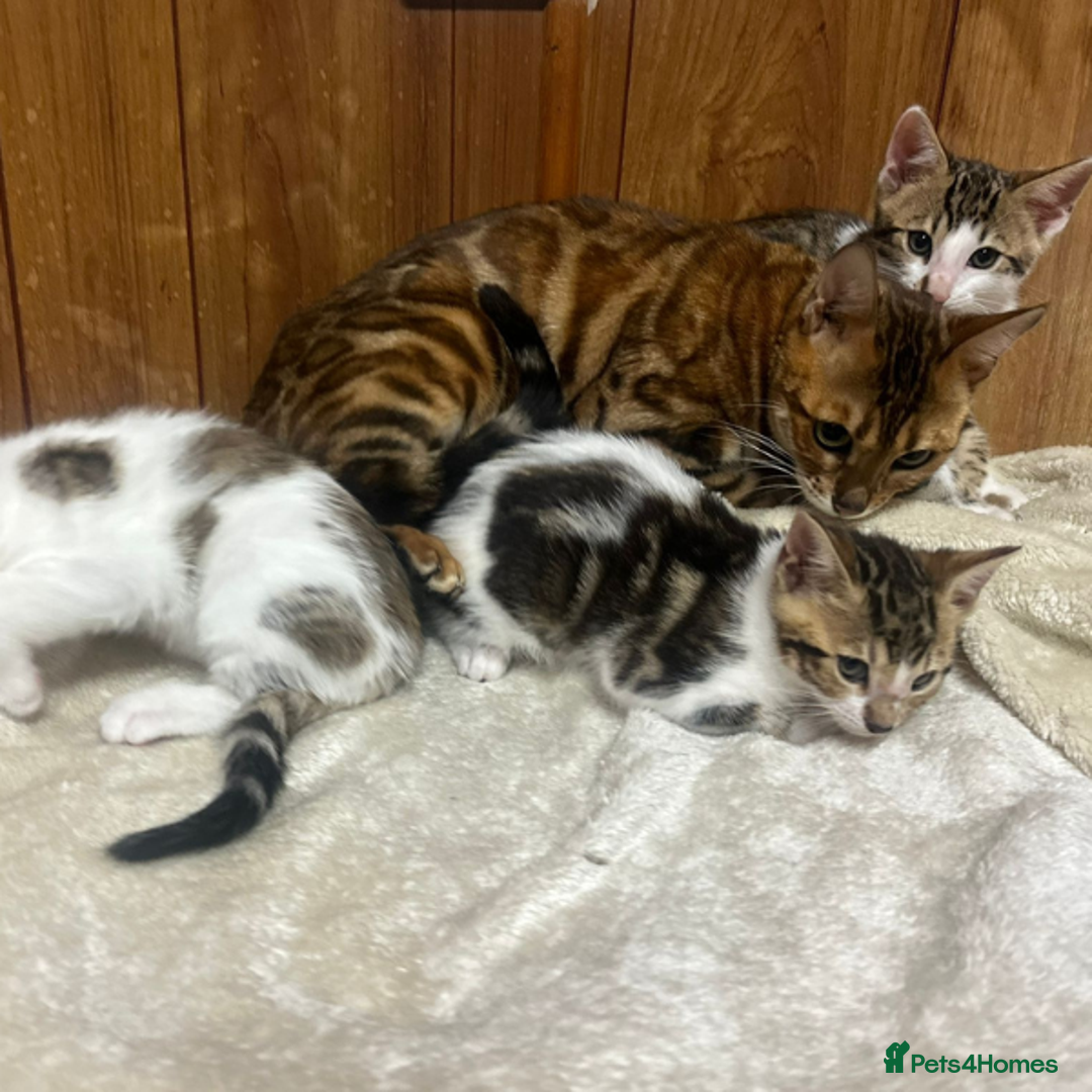Bengal cats for sale: ​​Bengal X Ragdoll Mix Kittens - Ready to go! - Image 7