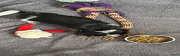 Mixed Breed dogs for sale: Patterbea  in Southampton - Advert 6