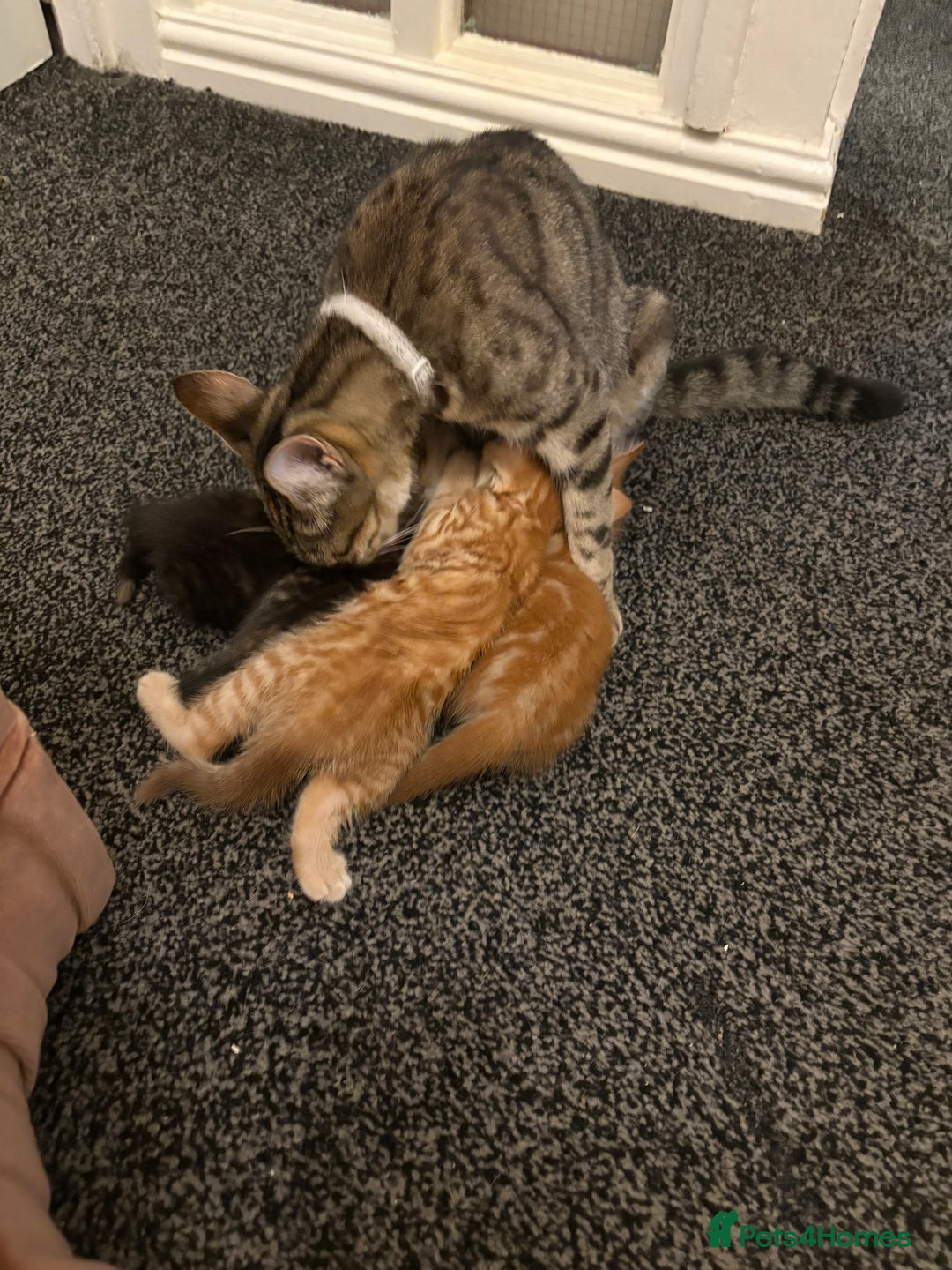 Mixed Breed cats for sale: Female young tabby cat!! Mixed breed - Image 3