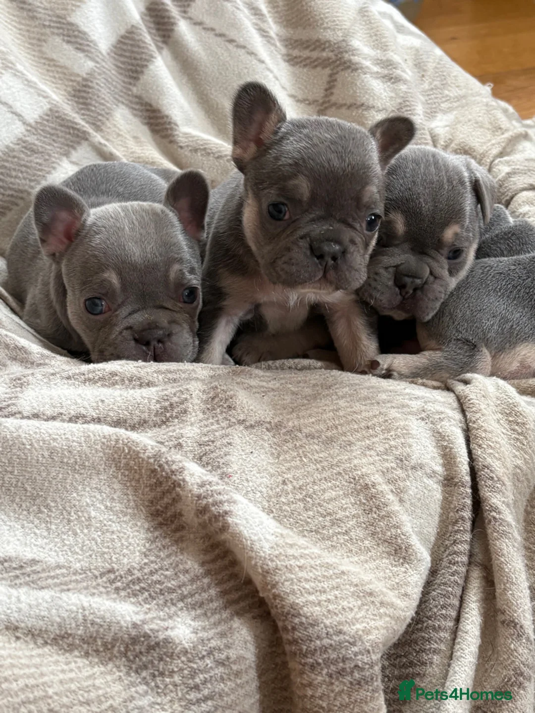 French Bulldog dogs for sale: Lilac french bulldogs puppies  in Dumfries - Advert 7