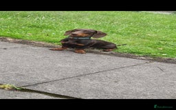 Miniature Dachshund dogs for stud: STUD ONLY  - Image 2