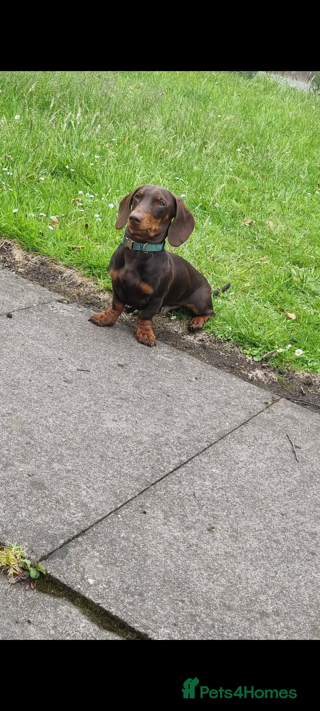 Miniature Dachshund dogs for stud: STUD ONLY  - Image 2