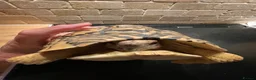 Tortoise reptiles for sale: Tortoise in Macclesfield - Advert 1