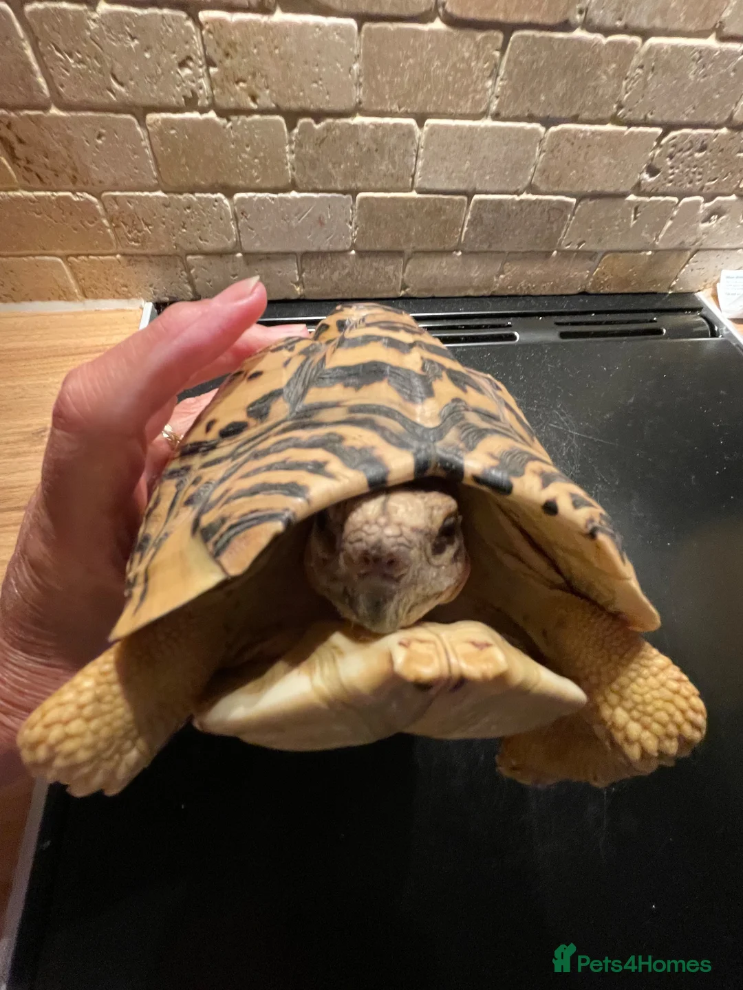 Tortoise reptiles for sale: Tortoise in Macclesfield - Advert 1