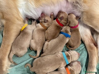 Golden Retriever dogs Perfect Golden Retriever Pups due 21st November! - Advert 18