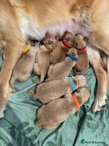 Golden Retriever dogs Perfect Golden Retriever Pups due 21st November! - Advert 16