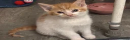 Mixed Breed cats for sale: The Most Adorable Kittens - Advert 37