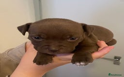 Staffordshire Bull Terrier dogs for sale: Staffordshire/American Staffordshire pups in Harrow - Image 23