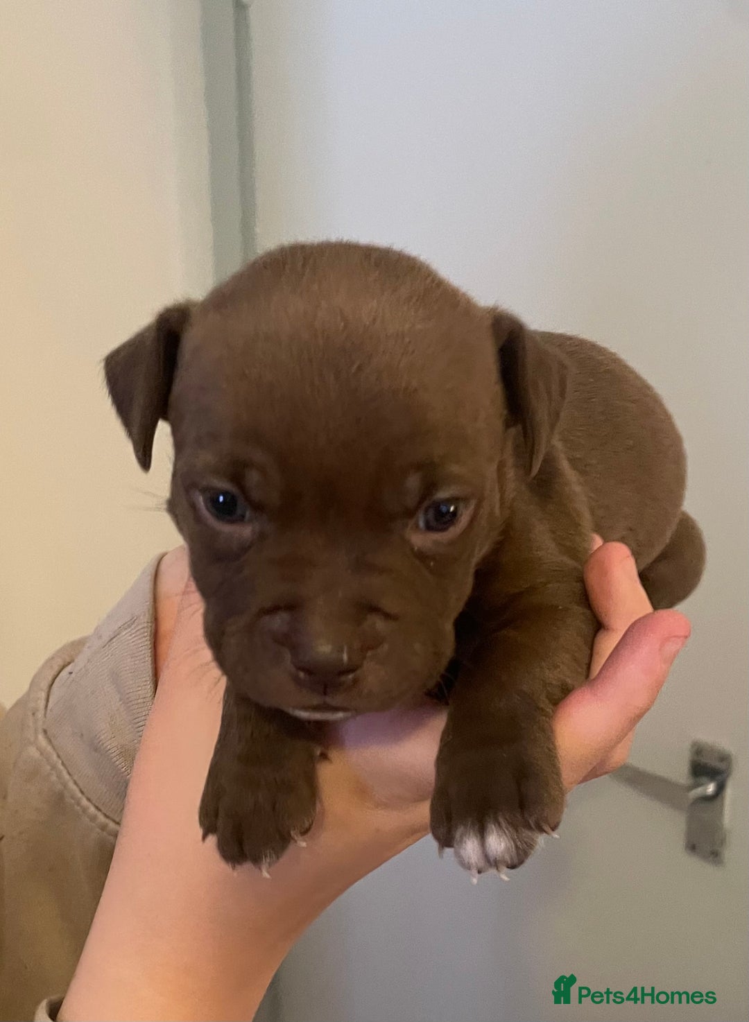 Staffordshire Bull Terrier dogs for sale: Staffordshire/American Staffordshire pups in Harrow - Image 23