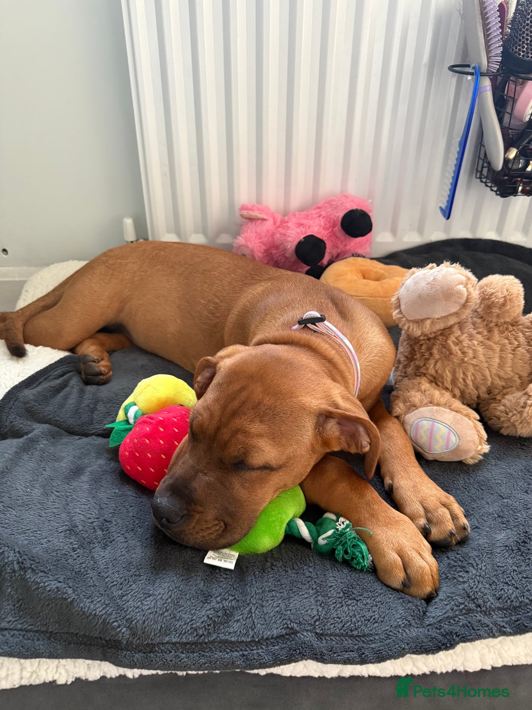 Mixed Breed dogs for sale: 6 month old female ridgeback mastiff cross. - Image 2