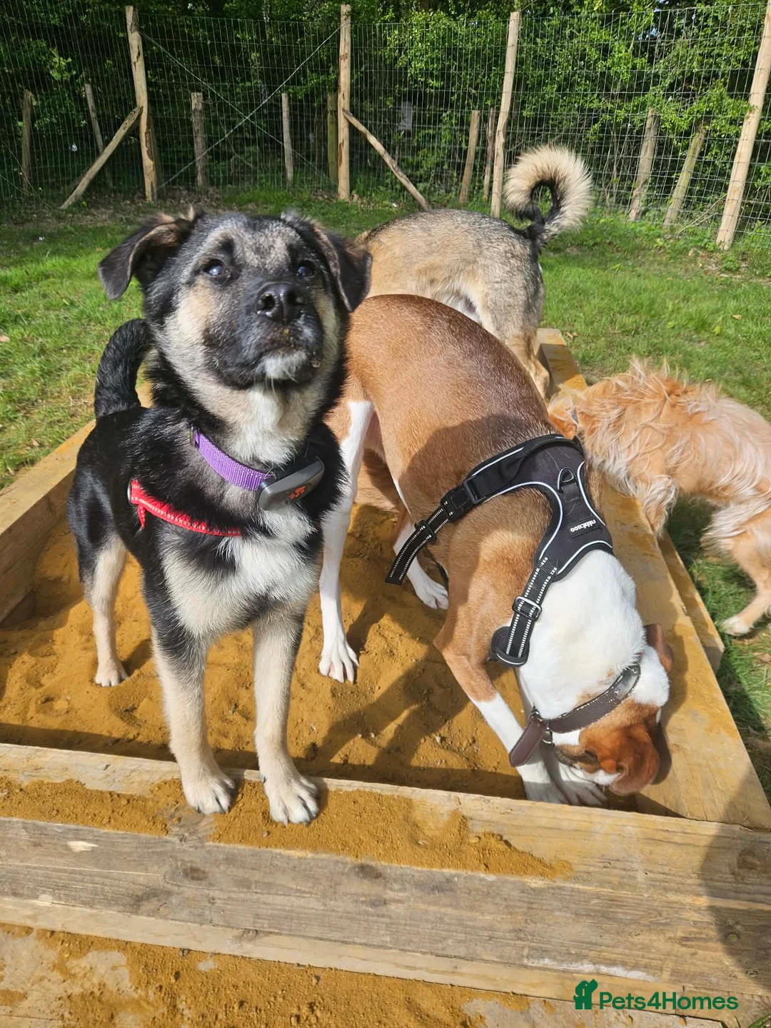 Mixed Breed dogs for adoption: Rocky for adoption in Hastings - Advert 9