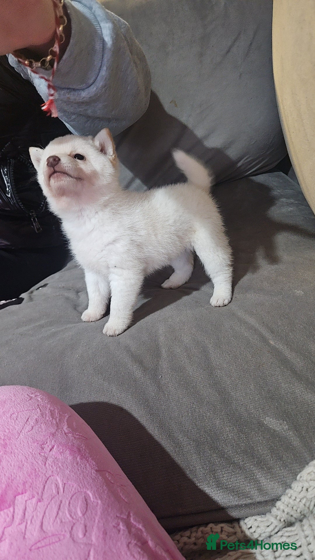 Japanese Shiba Inu dogs for sale: Japanese shiba Inu Puppy  - Advert 11