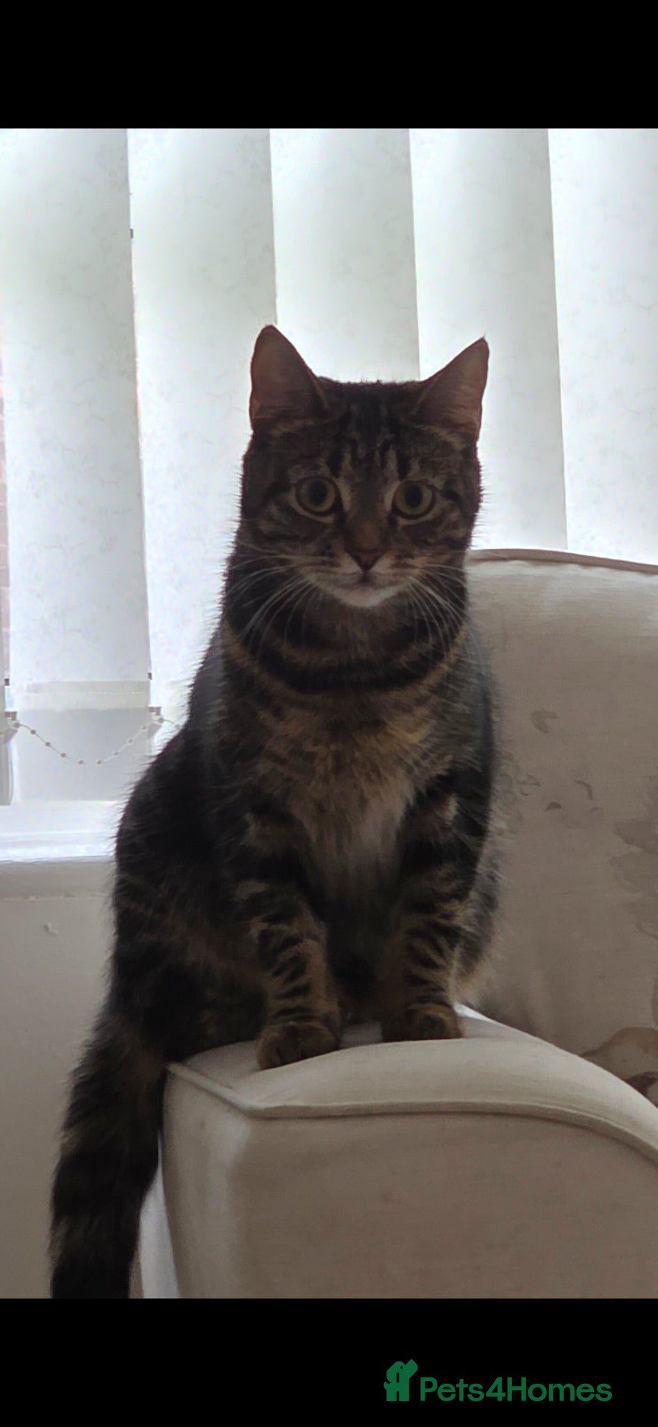 Mixed Breed cats 1 year old female cat - Advert 2