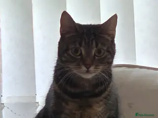 Mixed Breed cats 1 year old female cat - Advert 2