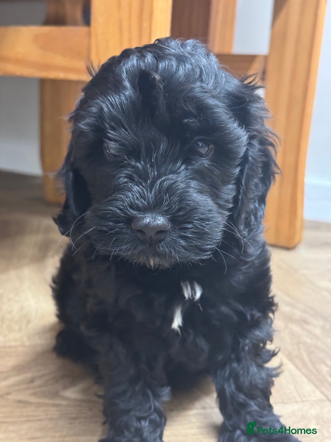 Cockapoo dogs for sale: Gorgeous cockapoo puppies - Image 7