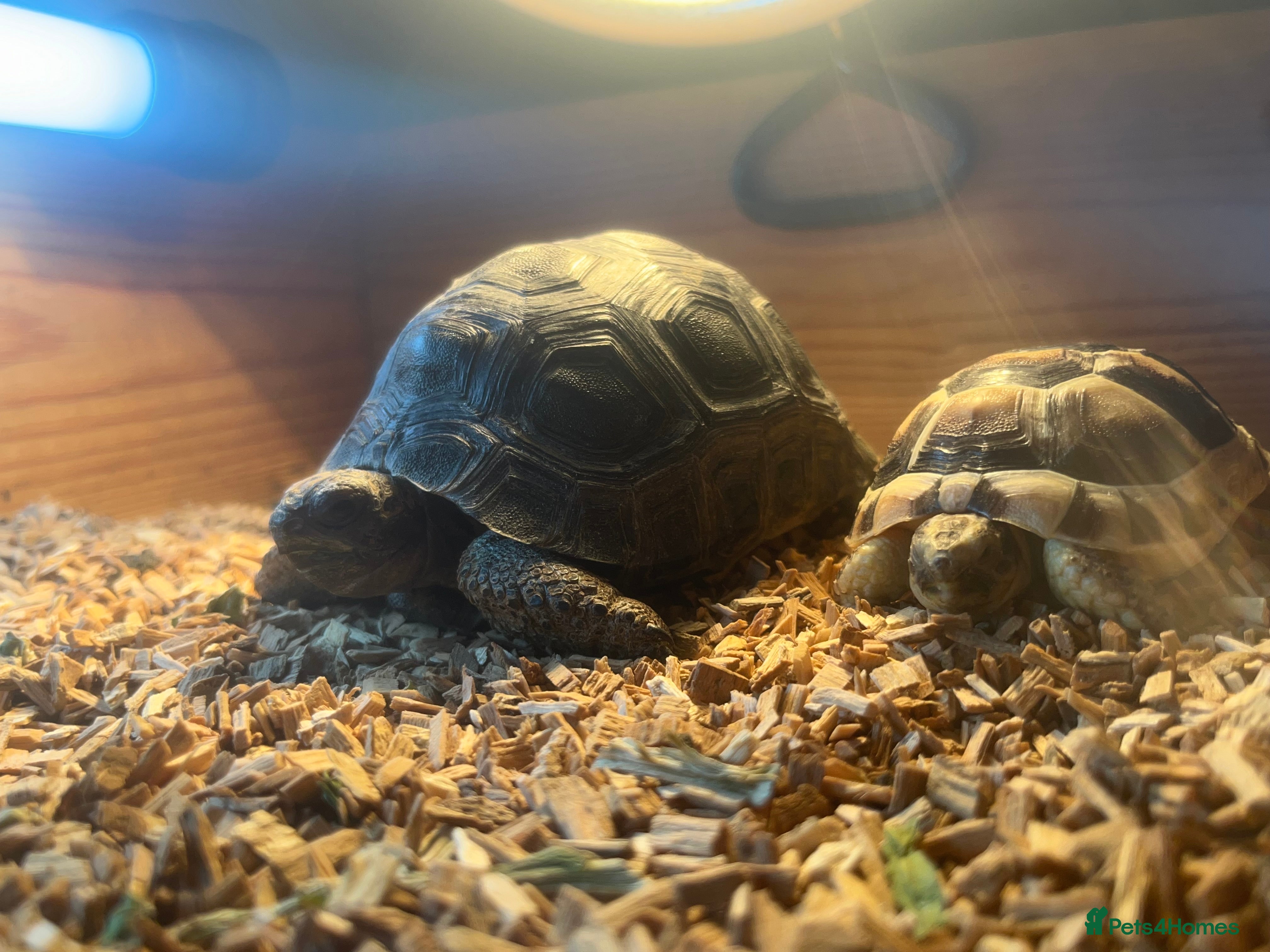 Tortoise reptiles aldabra tortoise if not sold gonna keep her  - Advert 17