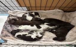 Sprocker dogs for sale: Sprocker spaniel pups  - Image 1