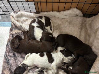 Sprocker dogs - Advert 16