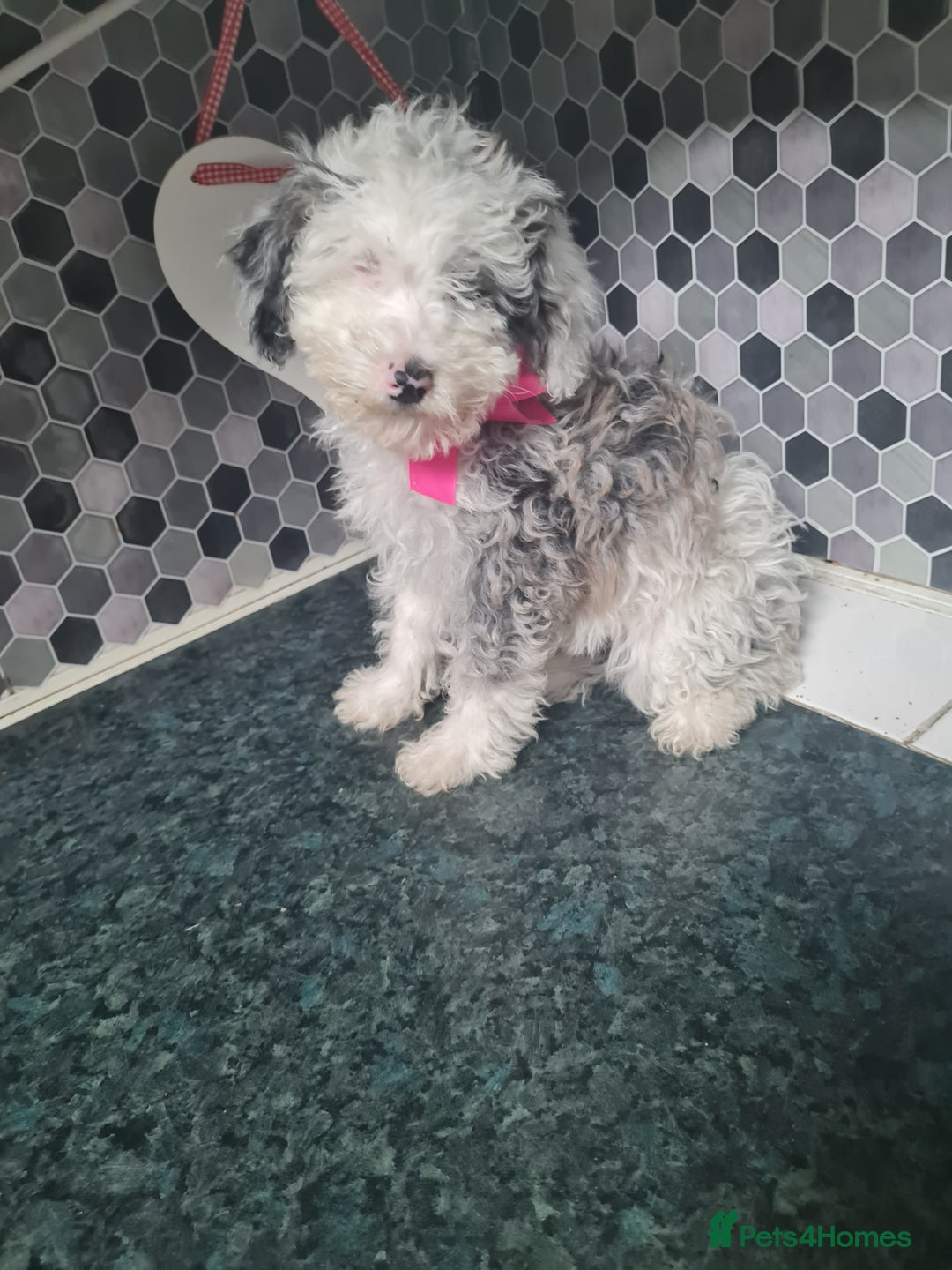 Toy Poodle dogs for sale: 4 beautiful girls, toy poodle puppies  - Image 2