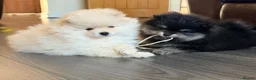 Pomeranian dogs for sale: 🌟 Luxury Pomeranian Puppies 🌟  - Advert 9