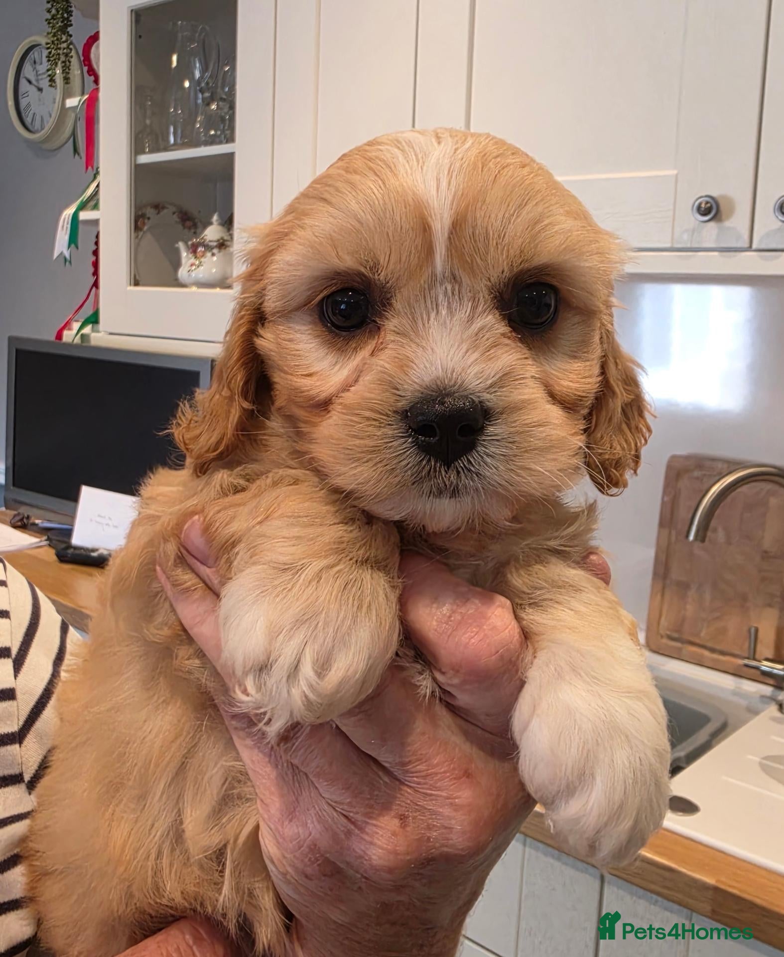 Cavachon dogs 1 GIRL LEFT💖🐾 - Advert 1