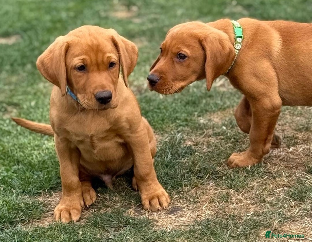 Labrador Retriever dogs for sale: KC REG RED FOX LABRADORS - ONLY 1 MALE LEFT  in Brockenhurst - Image 20