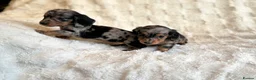 Miniature Dachshund dogs for sale: Long haired dachshund puppies  - Advert 10