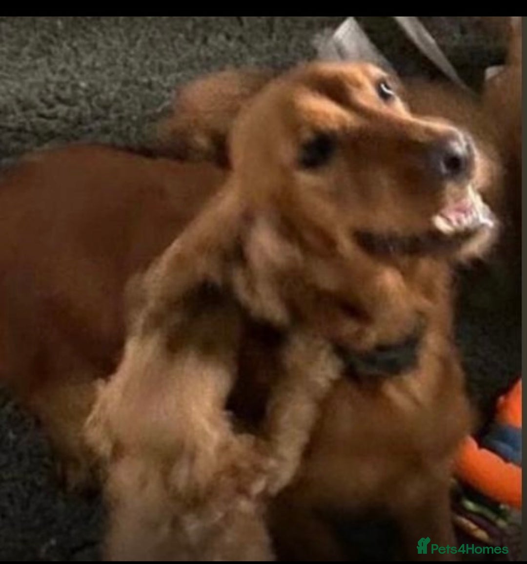 Cockapoo dogs for sale: Gorgeous F1 cockapoo  - Image 4