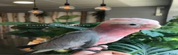 Cockatoo birds for sale: Cuddly Baby Galah Cockatoos For Sale in Bury - Advert 12