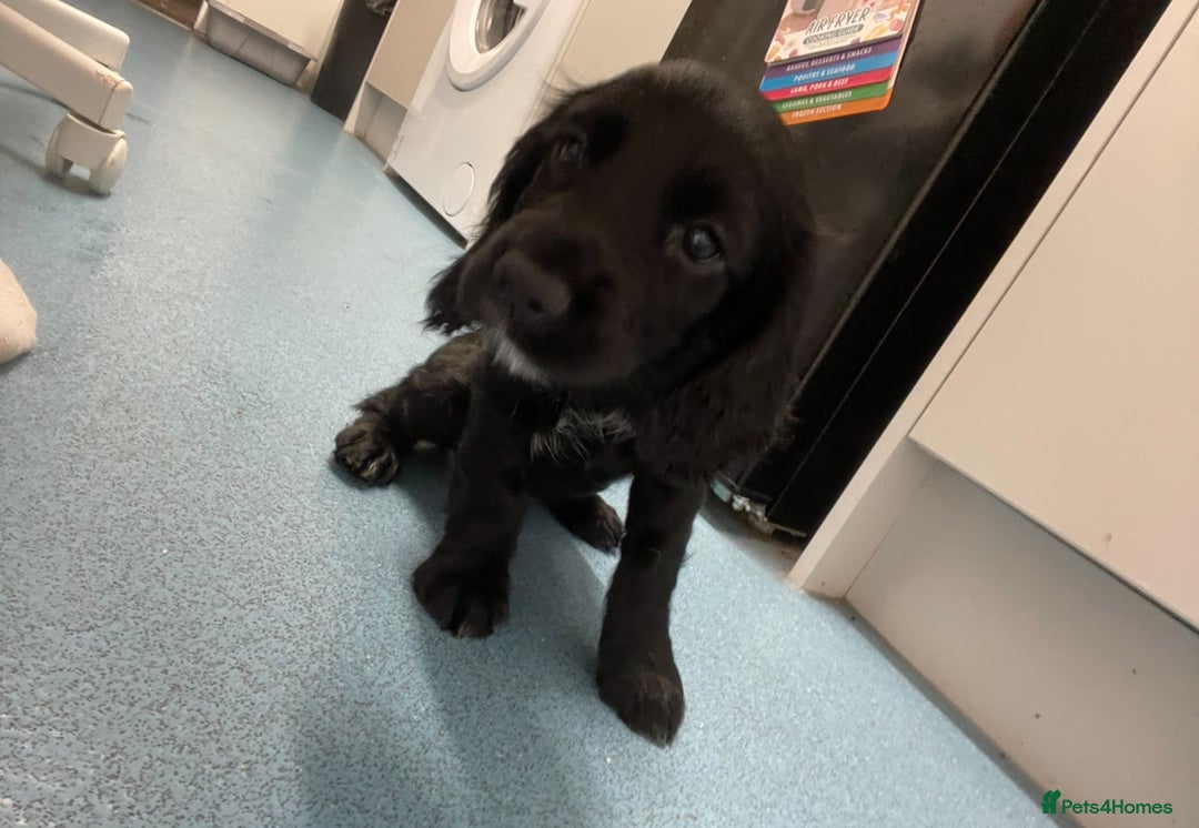 Cocker Spaniel dogs for sale: Cocker Spaniel puppies kennel club registered - Advert 3