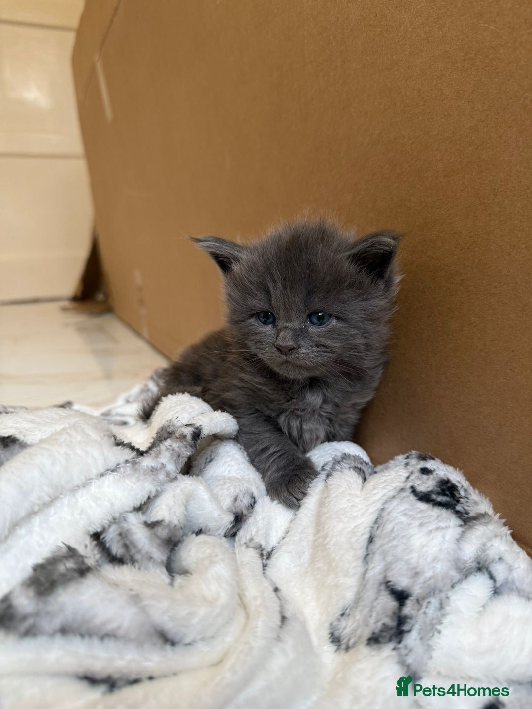 Maine Coon cats for sale: Pedigree Tica Russian Import line Maine Coons - Advert 13