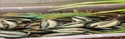 Lizard reptiles for sale: Water dragon  - Advert 2