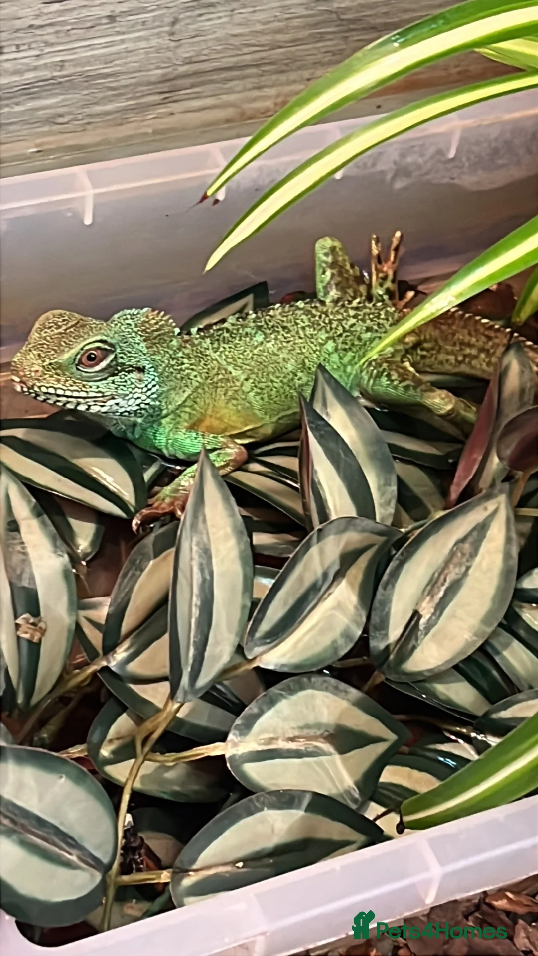 Lizard reptiles for sale: Water dragon  - Advert 2