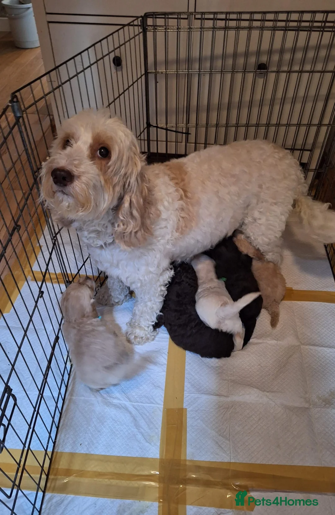 Cockapoo dogs for sale: F1b cockapoo puppy’s  in Muir of Ord - Advert 2