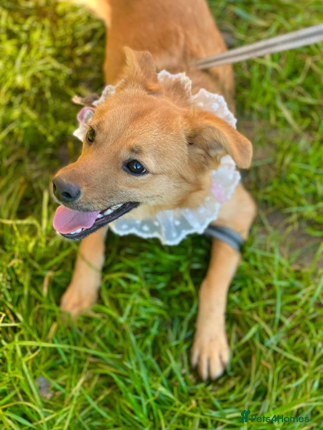 Mixed Breed dogs for adoption: 💖🐶 PENNY 🐶💖 - Advert 5
