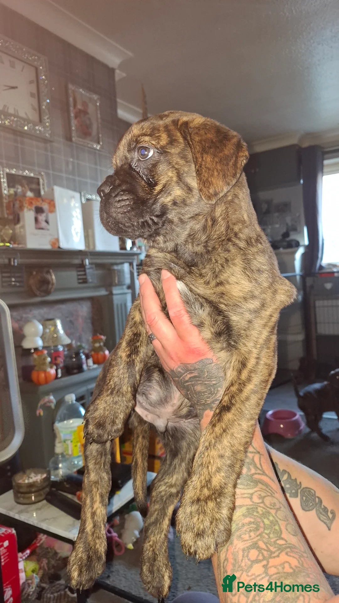 Mixed Breed dogs for sale: 3/4 bullmastiff 1/4 rottie - Advert 7