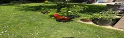 Chickens poultry for sale: Copper - Welsummer X in Malvern - Advert 8