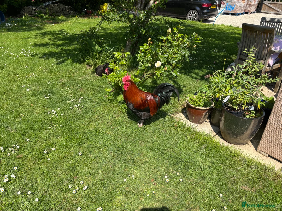 Chickens poultry for sale: Copper - Welsummer X in Malvern - Advert 8