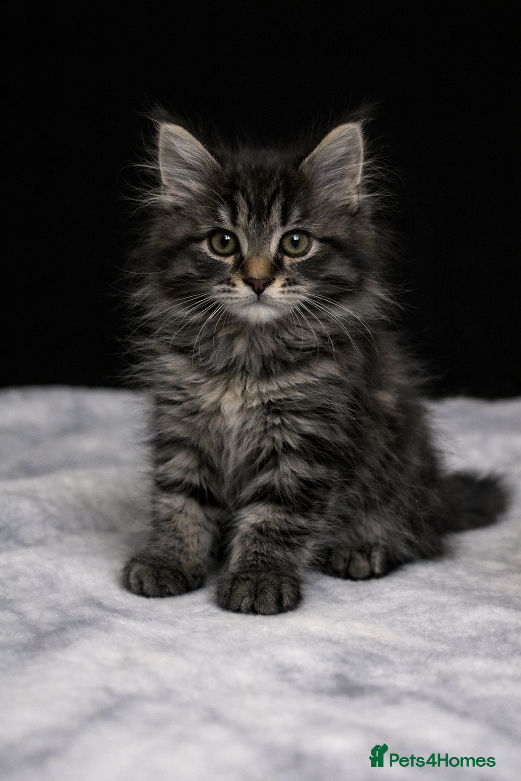 Maine Coon cats 1 Boy Left-Stunning Maine Coon&British Shorthair - Advert 3