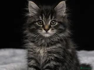 Maine Coon cats 1 Boy Left-Stunning Maine Coon&British Shorthair - Advert 1