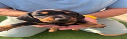 Dachshund dogs for sale: Dachshunds for sale - Advert 2