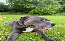 Mixed Breed dogs for sale: 1 female  - Image 4