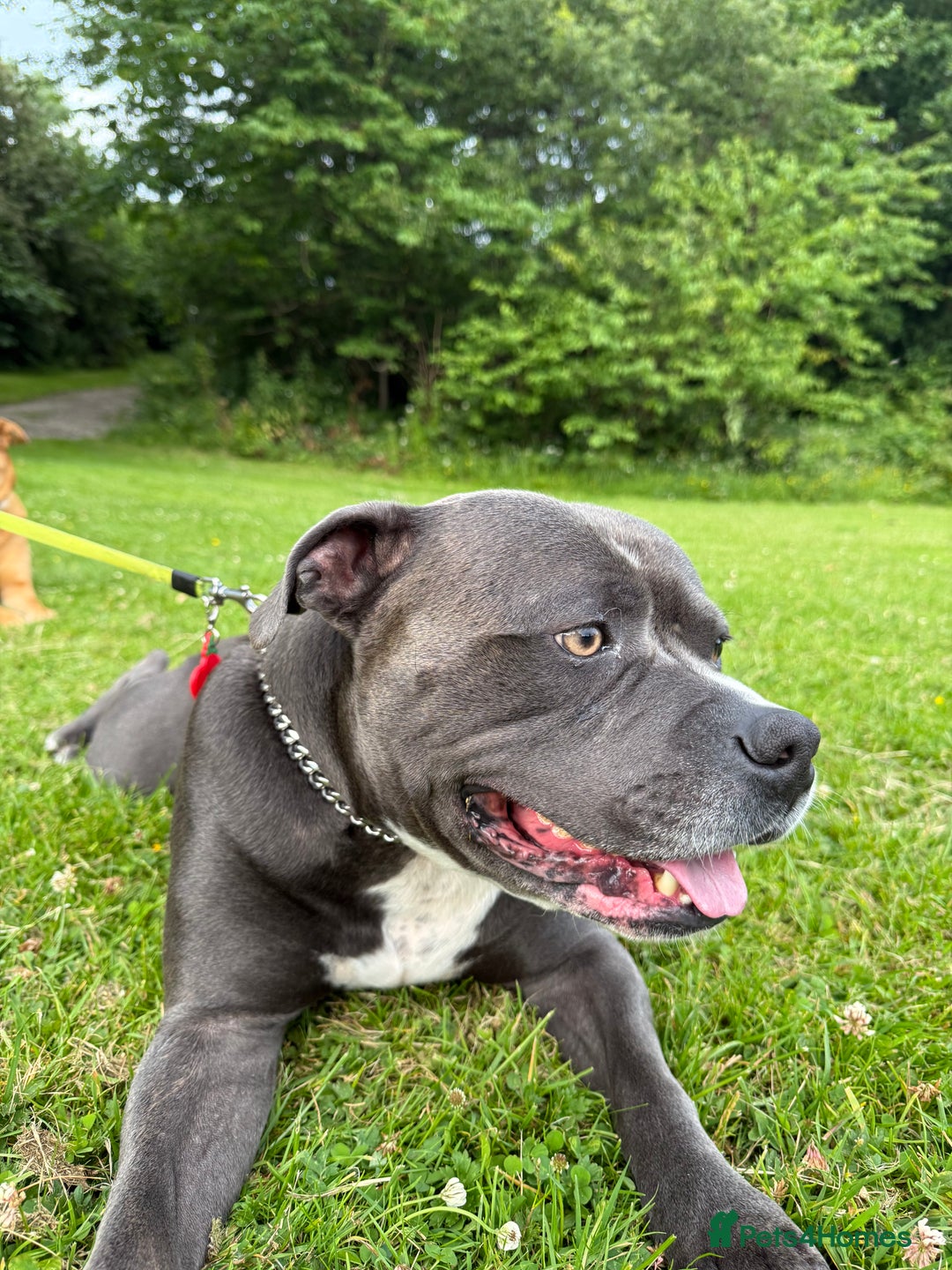 Mixed Breed dogs for sale: 1 female  - Image 4