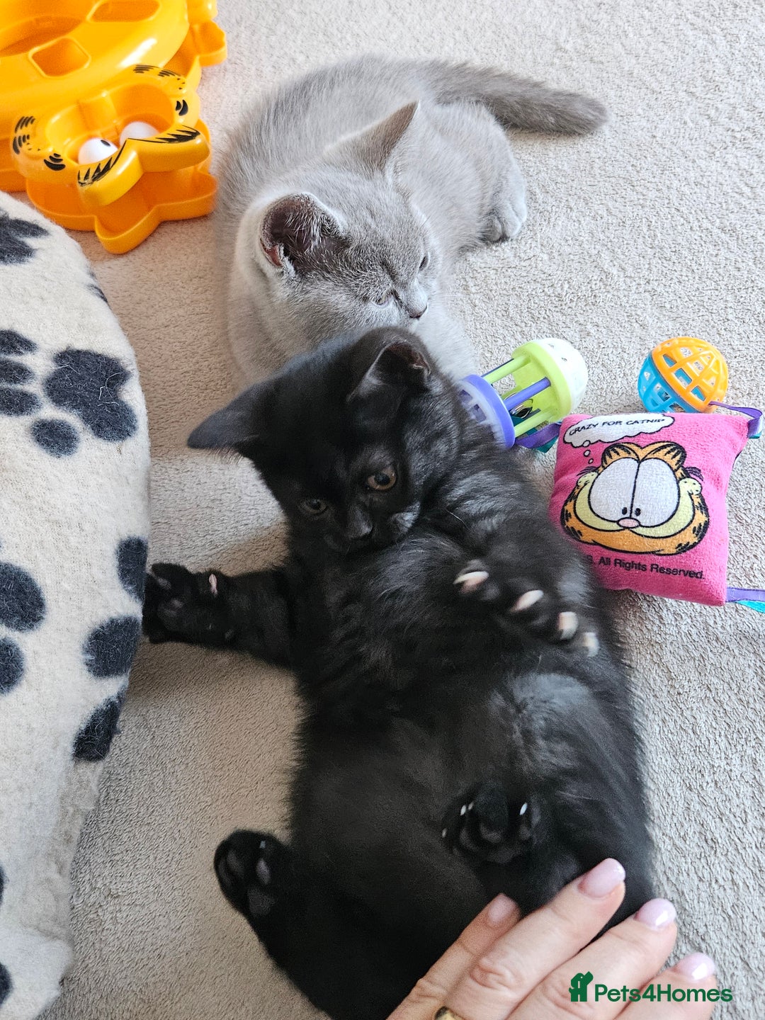 British Shorthair cats for sale: British shorthair kittens  - Advert 3