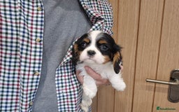 Cavalier King Charles Spaniel dogs for sale: Cavalier King Charles Spaniels - Image 15