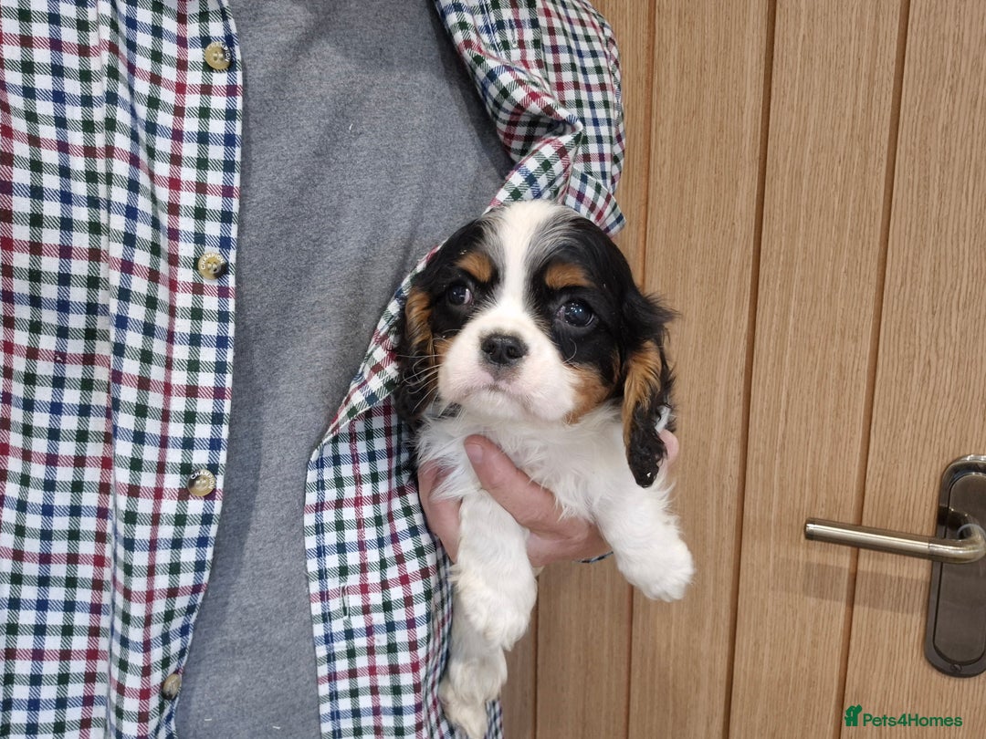Cavalier King Charles Spaniel dogs for sale: Cavalier King Charles Spaniels - Image 15